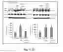 Fig. 10 - Compounds and methods of treating neurological disorders