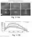 Fig. 11 - Compounds and methods of treating neurological disorders