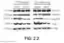 Fig. 13 - Compounds and methods of treating neurological disorders
