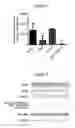 Fig. 03 - Compositions and methods for treating cancers