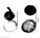 Fig. 52 - Compounds, compositions and methods for coloring edible materials