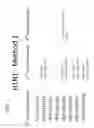 Fig. 02 - Computationally optimized broadly reactive antigens for H1N1 influenza