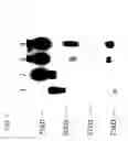 Fig. 08 - Computationally optimized broadly reactive antigens for H1N1 influenza