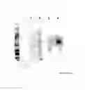 Fig. 22 - Integrin heterodimer and a subunit thereof