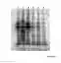Fig. 23 - Integrin heterodimer and a subunit thereof