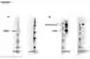Fig. 02 - Fusion proteins and uses thereof