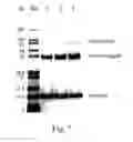 Fig. 06 - Polymeric alpha-hydroxy aldehyde and ketone reagents and conjugation method