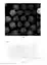 Fig. 02 - Carrier particle and preparation method thereof