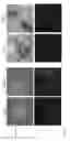 Fig. 85 - METHODS AND COMPOSITIONS TO STABILIZE DIFFERENT STEM CELL STATES