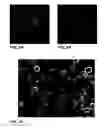 Fig. 05 - MEGAKARYOCYTE AND PLATELET PRODUCTION FROM STEM CELLS