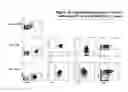 Fig. 17 - Human progenitor T-cells into NK cells