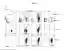 Fig. 26 - Human progenitor T-cells into NK cells