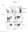 Fig. 27 - Human progenitor T-cells into NK cells