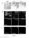 Fig. 03 - Methods for producing hepatocytes