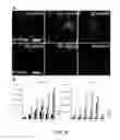 Fig. 07 - Methods for producing hepatocytes