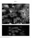 Fig. 05 - METHODS OF CELLULAR REPROGRAMMING