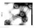 Fig. 06 - Methods and systems for rapid detection of microorganisms using infectious agents