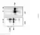 Fig. 29 - Methods of host cell modification