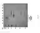 Fig. 33 - Methods of host cell modification
