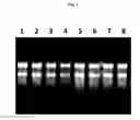 Fig. 02 - RNA binding solution