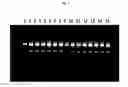 Fig. 03 - RNA binding solution