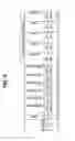 Fig. 12 - Isolation and detection of DNA from plasma