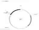 Fig. 05 - TARGETED ALTERATION OF DNA WITH OLIGONUCLEOTIDES
