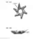 Fig. 42 - Multifunctional RNA nanoparticles and methods of use