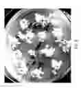 Fig. 04 - Methods and compositions for rapid plant transformation