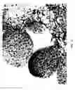 Fig. 11 - Methods and compositions for rapid plant transformation