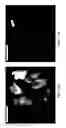 Fig. 18 - Methods and compositions for rapid plant transformation