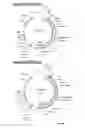 Fig. 04 - TRANSFORMATION METHOD OF SUGAR BEET PROTOPLASTS BY TALEN PLATFORM TECHNOLOGY