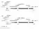 Fig. 04 - PLANT PLASTID TRANSFORMATION METHOD