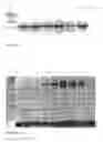 Fig. 06 - PLANT PLASTID TRANSFORMATION METHOD