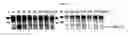 Fig. 06 - Construction of new cucumber fruit mottle mosaic virus derived subgenomic promotor and expression vector, and use thereof