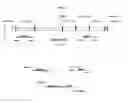 Fig. 10 - Construction of new cucumber fruit mottle mosaic virus derived subgenomic promotor and expression vector, and use thereof