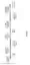 Fig. 10 - Methods and Materials for Conferring Resistance to Pests and Pathogens of Plants