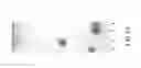 Fig. 13 - Methods and Materials for Conferring Resistance to Pests and Pathogens of Plants