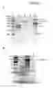Fig. 07 - Recombinant viral vectors and methods for inducing a heterosubtypic immune response to influenza A viruses