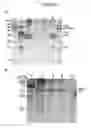 Fig. 09 - Recombinant viral vectors and methods for inducing a heterosubtypic immune response to influenza A viruses