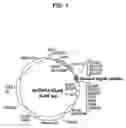 Fig. 02 - COELENTERAZINE ANALOGS