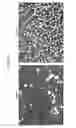 Fig. 48 - PCR-activated sorting (PAS)