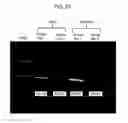 Fig. 60 - PCR-activated sorting (PAS)