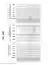 Fig. 25 - Multiplex amplification detection assay