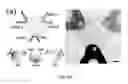 Fig. 09 - Device and methods of using device for separation of bacteria from complex samples