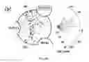 Fig. 10 - Device and methods of using device for separation of bacteria from complex samples