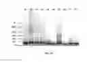 Fig. 07 - Methods and compositions for detecting polynucleotides and fragments thereof