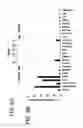Fig. 16 - Method and kit for determining the tissue or cell origin of DNA