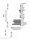 Fig. 19 - Method and kit for determining the tissue or cell origin of DNA