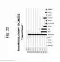 Fig. 41 - Method and kit for determining the tissue or cell origin of DNA